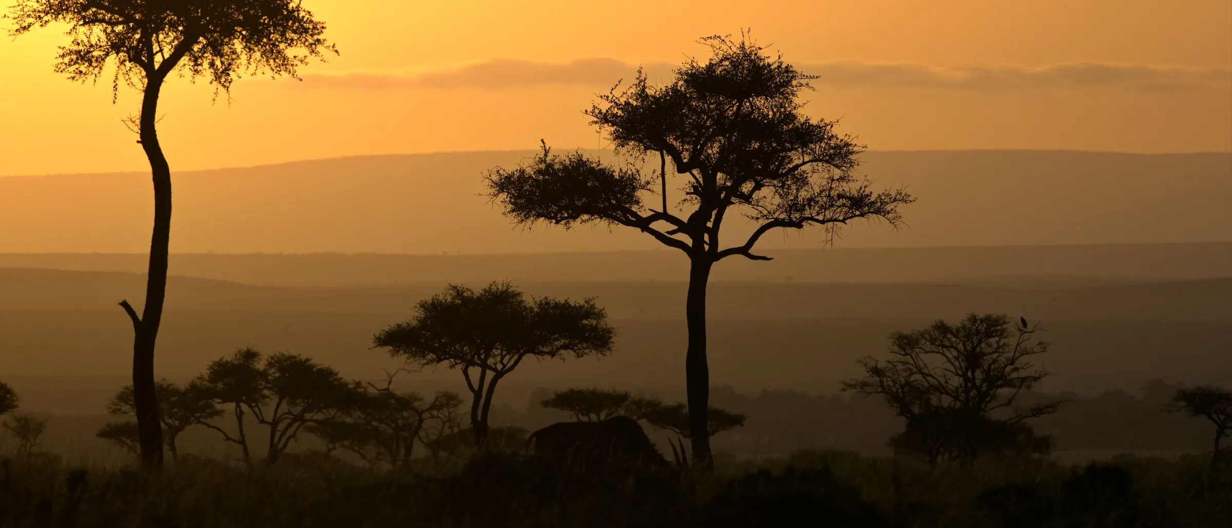 Silhouetten von Akazien und einem grasenden Tier im Morgenlicht der Savanne